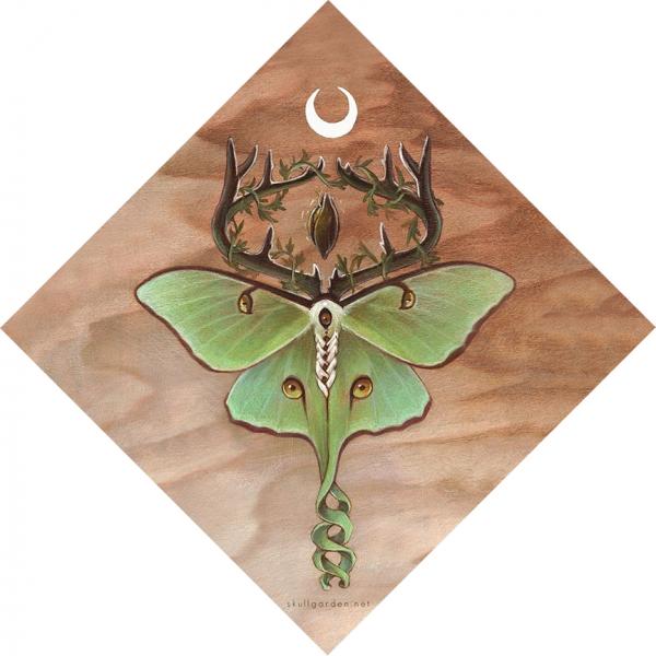 Ancestor Moth 20 x 20 Fine Art Giclee Print on Wood picture