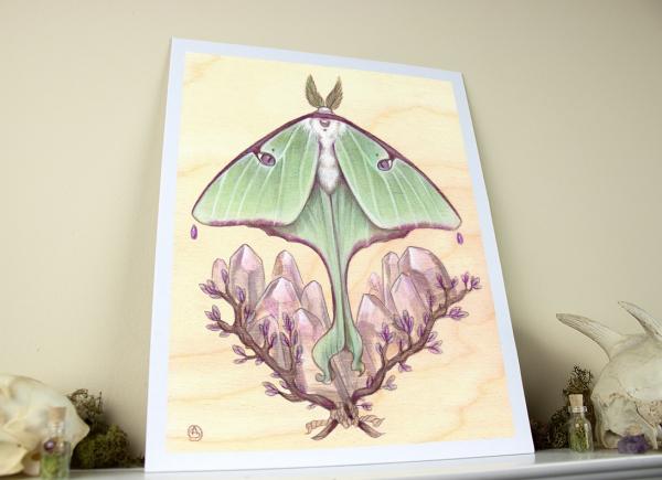 Luna Moth 11 x 14 Fine Art Giclee Print picture