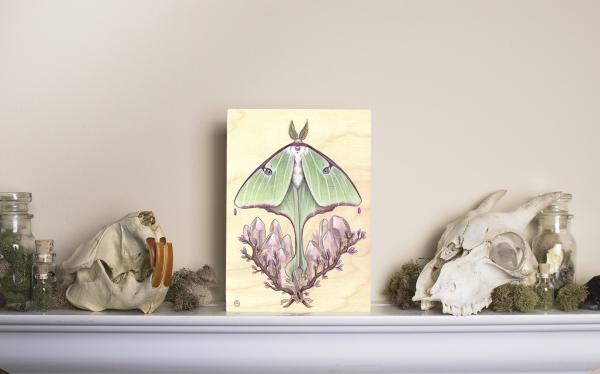 Luna Moth 5 x 7 Fine Art Giclee Print on Wood picture