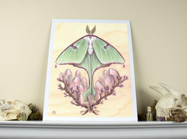 Luna Moth 11 x 14 Fine Art Giclee Print picture