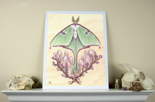 Luna Moth 11 x 14 Fine Art Giclee Print