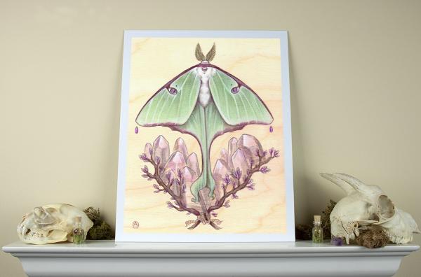 Luna Moth 11 x 14 Fine Art Giclee Print picture