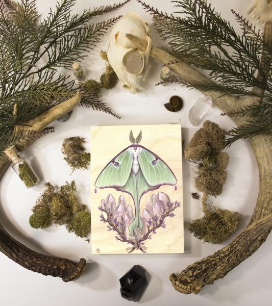 Luna Moth 5 x 7 Fine Art Giclee Print on Wood picture