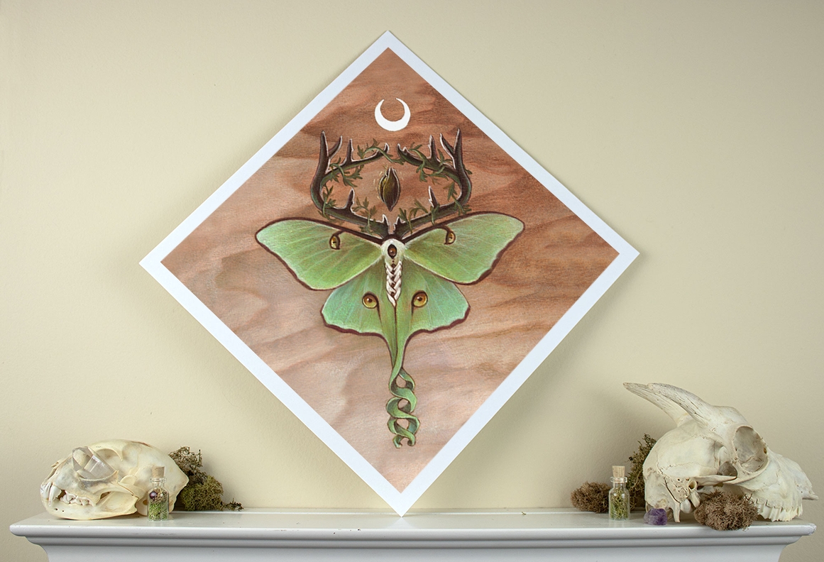 Ancestor Moth 12 x 12 Fine Art Giclee Print picture