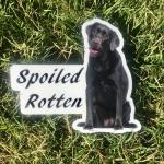 Spoiled Rotten Black Lab Dog Permanent Vinyl Sticker (Water and UV Proof)
