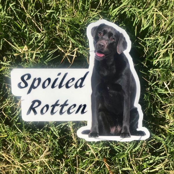 Spoiled Rotten Black Lab Dog Permanent Vinyl Sticker (Water and UV Proof)