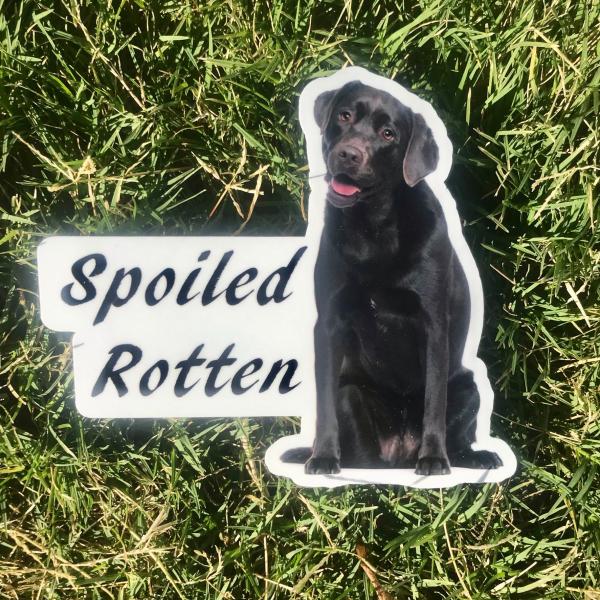 Spoiled Rotten Black Lab Dog Permanent Vinyl Sticker (Water and UV Proof) picture