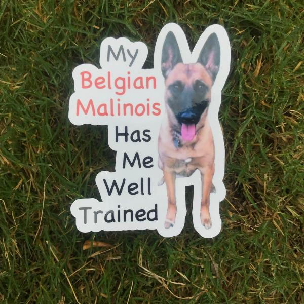 Belgian Malinois Dog Permanent Vinyl Sticker (Water and UV Proof)