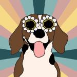 Happy Daisy Co.