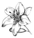 Lily V Candles and Soaps llc
