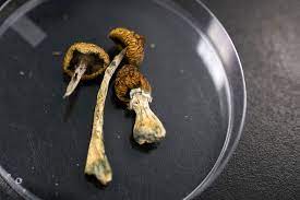 Golden Teacher order at shroomculinary.com