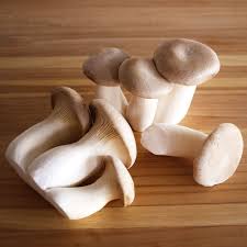 premium-quality Trumpet Royale Mushrooms, visit ShroomCulinary or call +1 (484) 668-4299 to place an order. picture