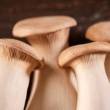 premium-quality Trumpet Royale Mushrooms, visit ShroomCulinary or call +1 (484) 668-4299 to place an order. picture