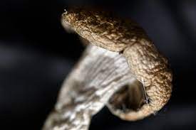 Golden Teacher order at  picture
