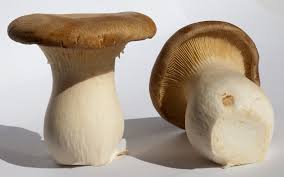 premium-quality Trumpet Royale Mushrooms, visit ShroomCulinary or call +1 (484) 668-4299 to place an order. picture