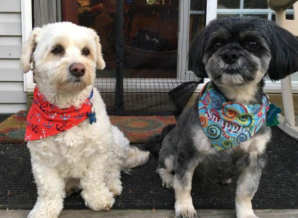 Buddy Bandanas