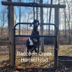 Raccoon Creek Homestead