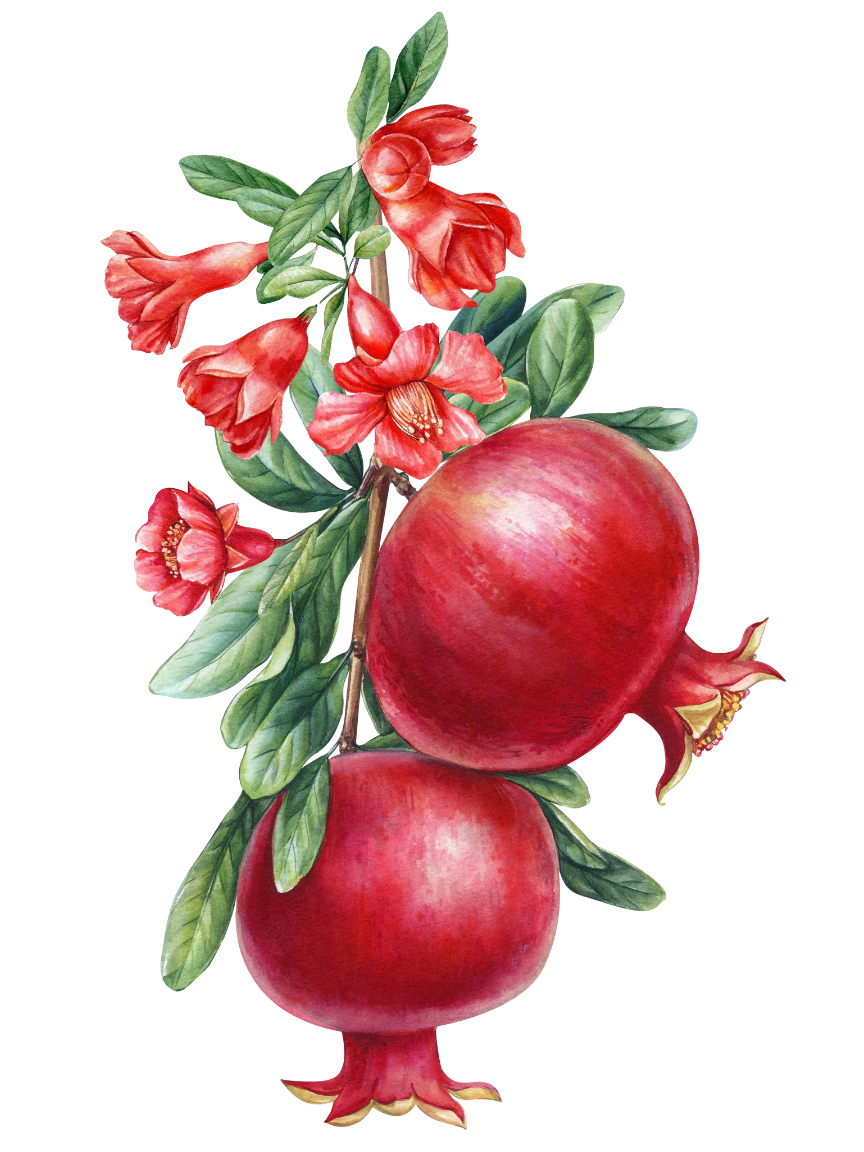 Pomegranate Tea - Artisan Tea picture