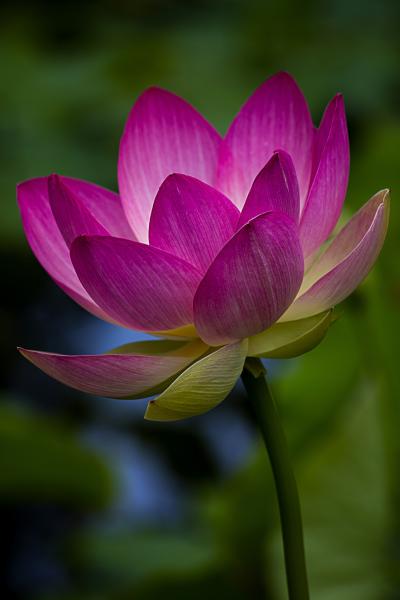 Lotus Studios of Ithaca