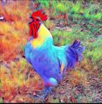 The Funky Rooster