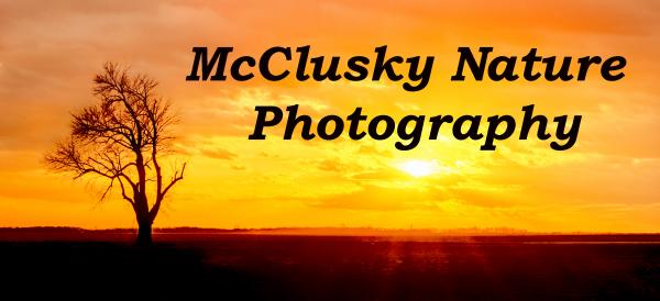 McClusky Nature Photography, LLC