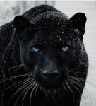 PantherProwLs Enterprises