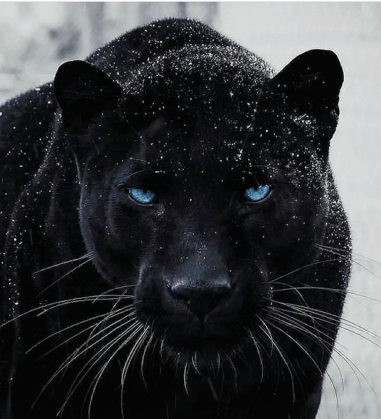 PantherProwLs Enterprises
