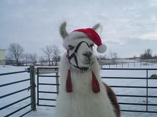 Bluebird Meadow Llama Farm
