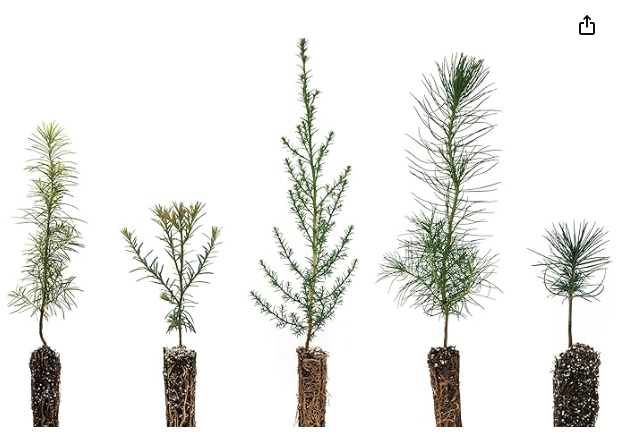 Tree [Pick-up only] picture