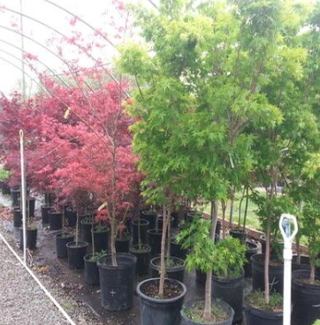 Tree [Pick-up only] picture