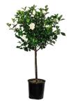 Tree [Pick-up only]