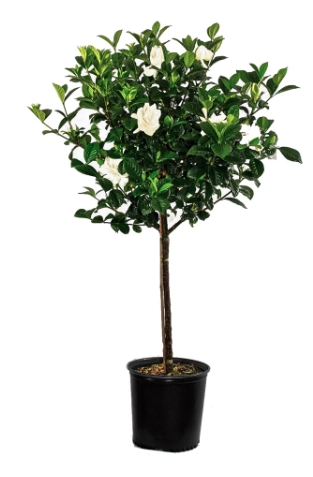 Tree [Pick-up only]