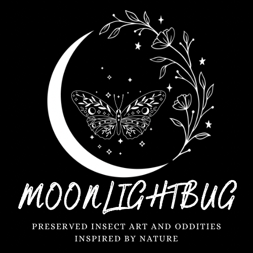 MoonlightBug