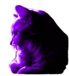Purple Cat Creations