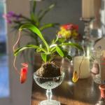 Caroline’s Botanicals