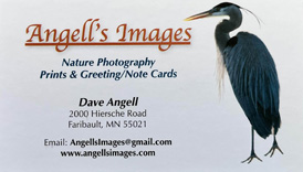 Angell's Images