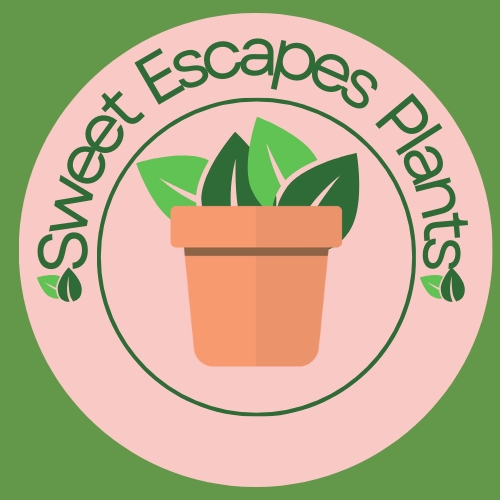 Sweet Escapes Plants
