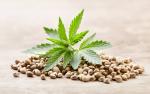 High-Fidelity Cannabis Co.