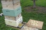 Nelson's Honey Bees