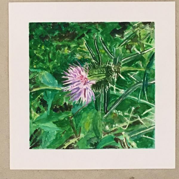 Thistle picture