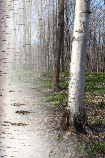 Arboreal Observation #20-Birch