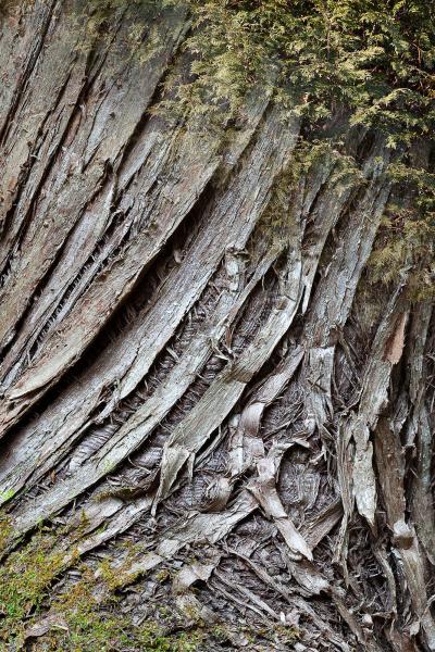 Arboreal Observation #10-Cedar
