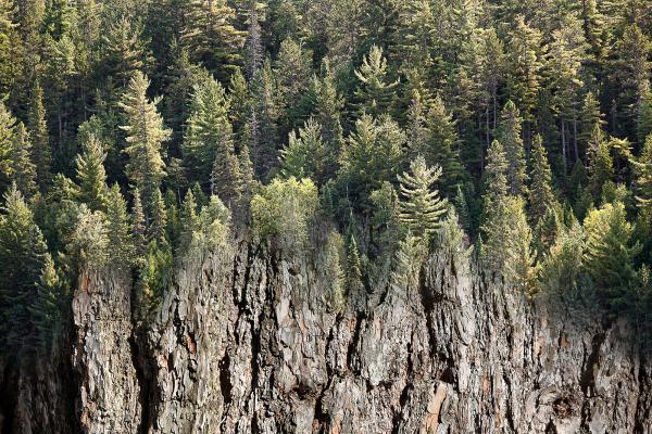 Arboreal Observation #5-Pine