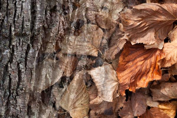 Arboreal Observation #6-Basswood picture