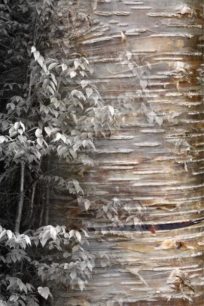 Arboreal Observation #18-Birch