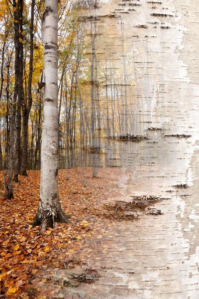 Arboreal Observation #2-Birch