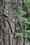 Arboreal Observation #2-Hemlock