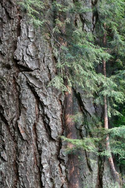 Arboreal Observation #2-Hemlock picture