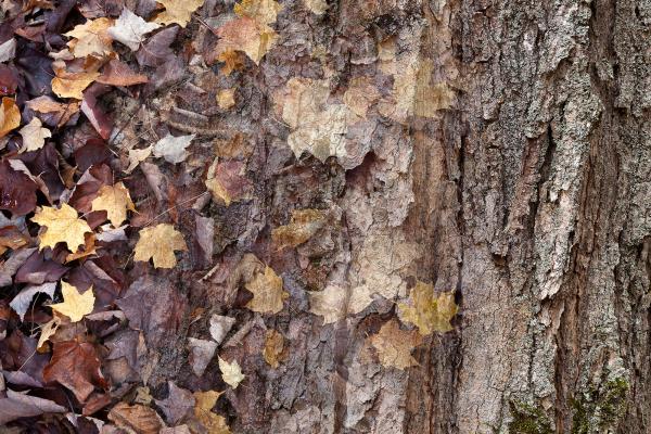 Arboreal Observation #3-Maple picture