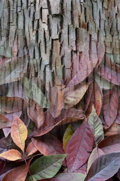 Arboreal Observation #8-Ash picture